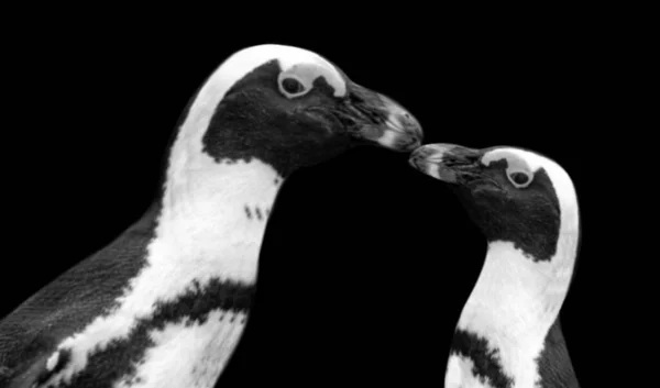 Bonito Mãe Pinguim Beijar Seu Bebê — Fotografia de Stock