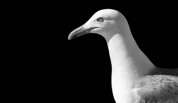 Hermosa Cara Primer Plano Gaviota Del Océano — Foto de Stock