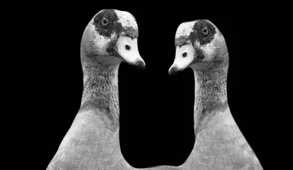 Deux Noir Blanc Canard Visage Dans Noir Fond — Photo