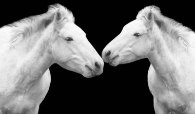 Karanlık Arkaplanda İki İkiz Beyaz At