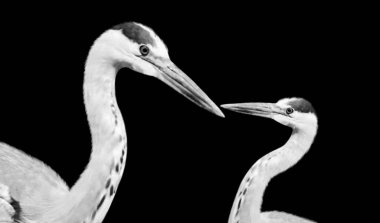 Anne ve Yavru Gri Balıkçıl Kara Arkaplanda