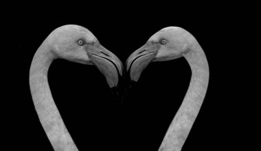Siyah Arkaplanda İki Çift Flamingo Kuş Kafalı