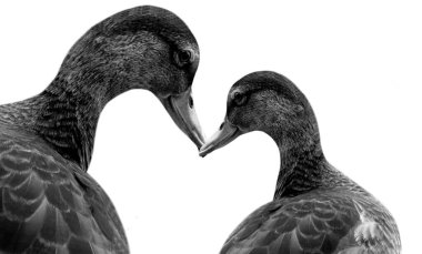 Güzel anne ve bebek ördek beyaz arka planda izole edilmiş.