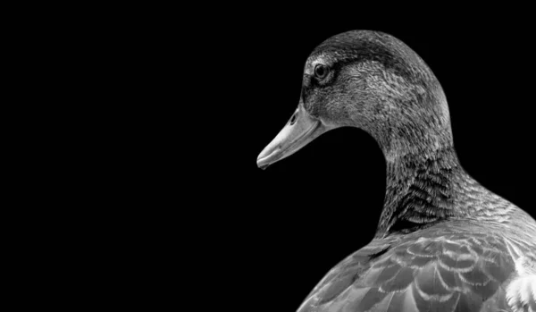 Schwarz Weiße Rouen Ente Nahaufnahme Gesicht — Stockfoto