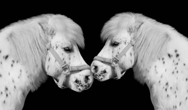 Two Couple Pony Horse Closeup Face — ストック写真