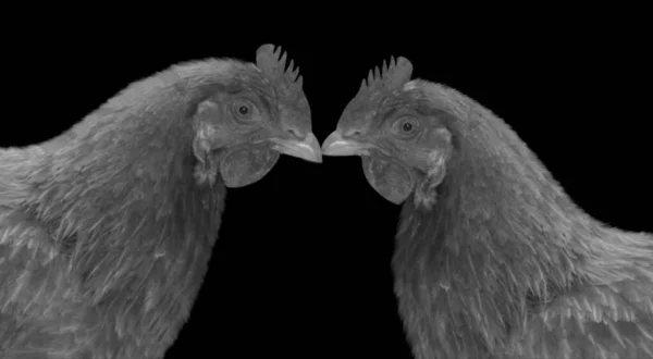 Two Couple Hen Face Dark Background — Stock Photo, Image
