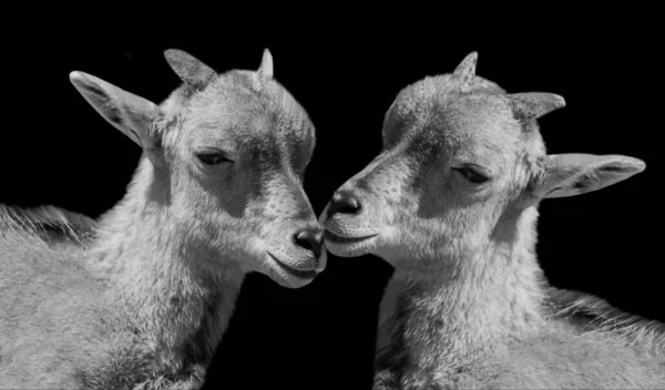 Δύο Μωρά Μπάρμπαρι Πρόβατα Closeup Στο Σκοτεινό Φόντο — Φωτογραφία Αρχείου