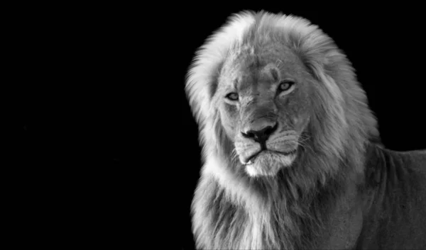 Agressieve Big Lion Closeup Face — Stockfoto