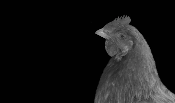 Курица Темном Фоне — стоковое фото