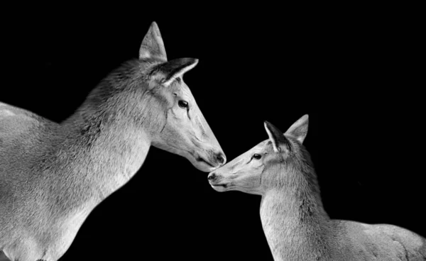 Krásná Matka Dítě Jelen Černém Pozadí — Stock fotografie