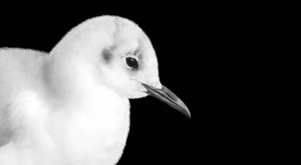 Bela Gaivota Branca Closeup Face — Fotografia de Stock