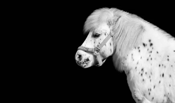 Белая Лошадь Пони Белыми Копытами — стоковое фото
