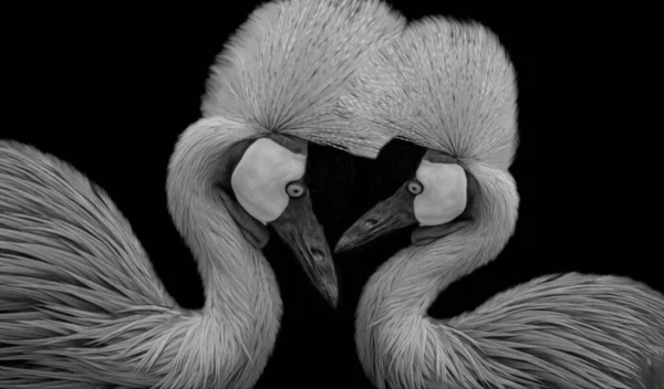 Two Couple Crowned Crane Bird Closeup Black Background — 스톡 사진