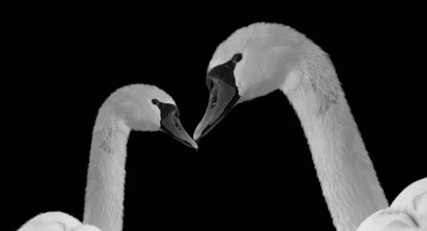 Mother Baby Swan Black Background — стоковое фото