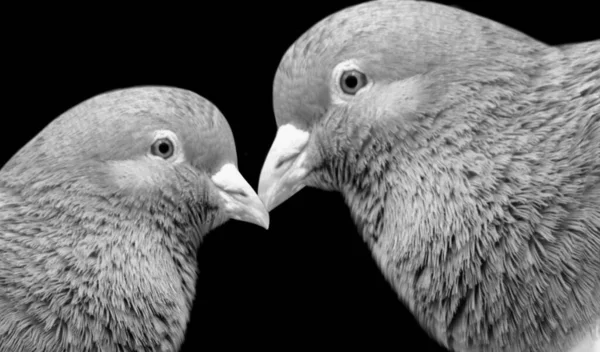 Mother Baby Pigeon Closeup Face — стоковое фото