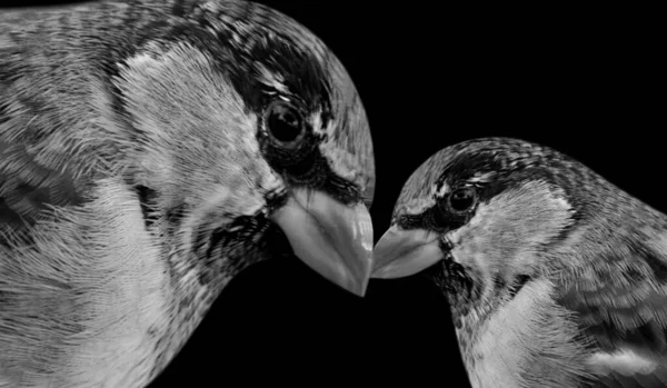 Mother Baby Sparrow Birds Face Black Background — Zdjęcie stockowe