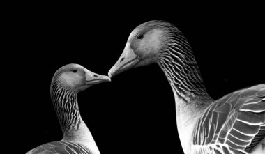 Anne Kaz bebeğini karanlık arka planda öpüyor.