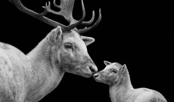 母鹿は黒の背景で彼女の赤ちゃんをキス — ストック写真