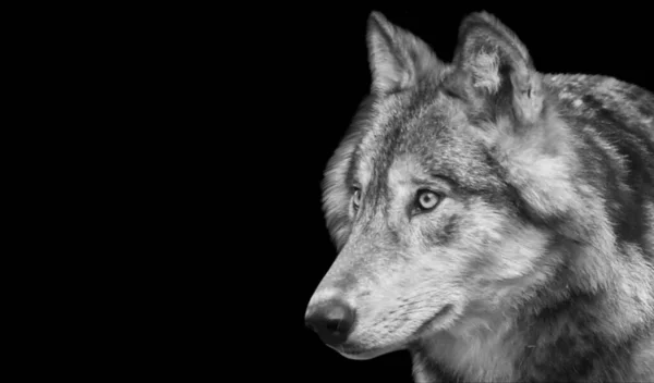 Wild Wolf Närbild Ansikte Den Mörka Bakgrunden — Stockfoto