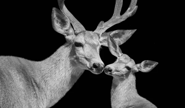 Male Deer Kiss Her Baby Black Background —  Fotos de Stock