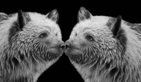 黑暗黑色背景下的两只黑熊和白熊 — 图库照片