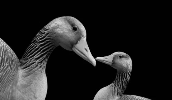 Baby Mother Goose Bird Black Background — Stockfoto