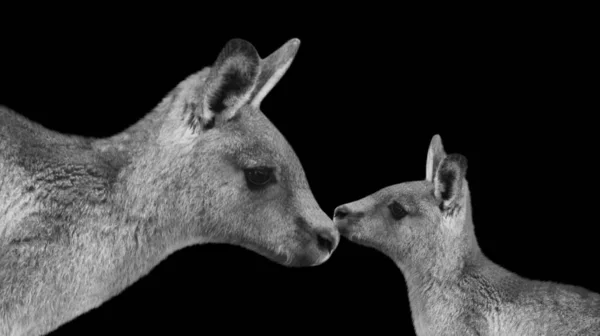 Μωρό Καγκουρό Φιλήσει Μητέρα Της — Φωτογραφία Αρχείου