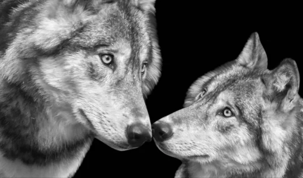 Beautiful Couple Wolf Closeup Dark Background — Stock fotografie