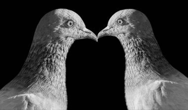 Siyah ve beyaz arka plandaki güvercinler