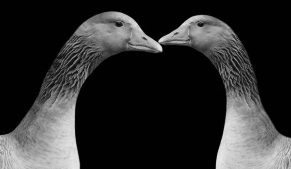 Two Goose Bird Face Dark Background — Stockfoto