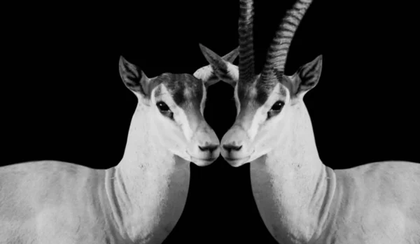 Male Female Gazelle Kiss Dark Background — Fotografia de Stock