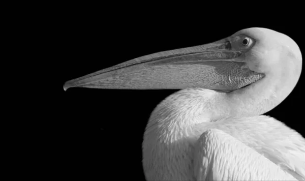 Pájaro Pelícano Pico Grande Fondo Negro — Foto de Stock