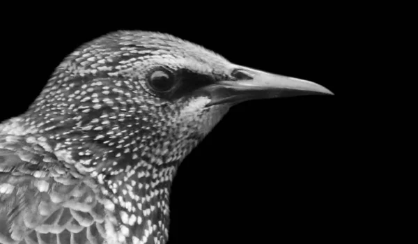 Beautiful White Spotted Starling Bird Closeup Face — Stok fotoğraf