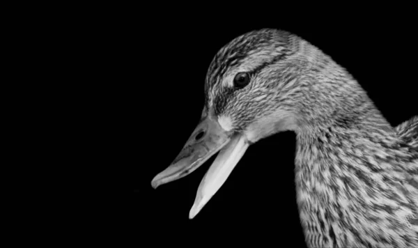 Funny Duck Open Mouth Dark Background — Photo