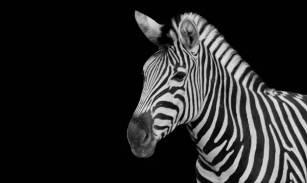 Cute Zebra Closeup Face Dark Background — Fotografia de Stock