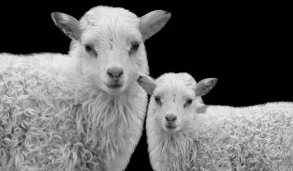 Two Beautiful Big Hair Sheep Standing Black Background — Stock Photo, Image