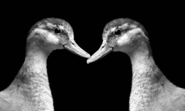 İki Siyah ve Beyaz Bebek Ördek Surat