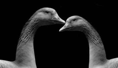 Siyah Arkaplanda İki Uzun Boylu Kaz Kaz Kuşu