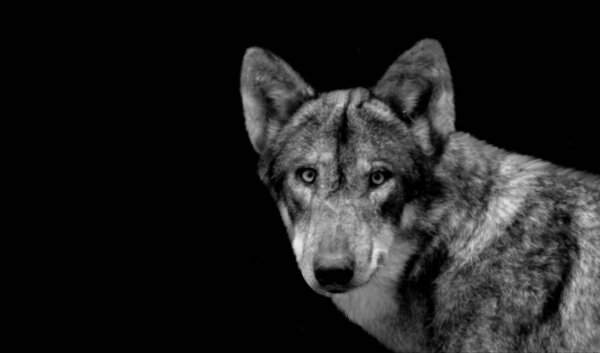 Black And White Wolf Face In The Dark Background