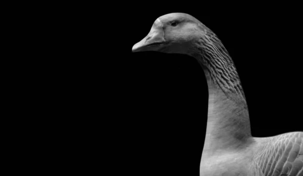 Goose Face Dark Black Background — Stock Fotó