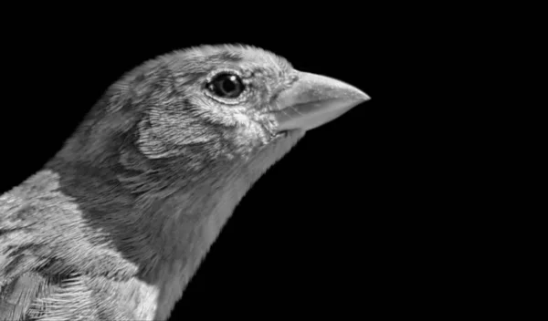 Piękny Wróbel Ptak Zbliżenie Twarz Czarnym Tle — Zdjęcie stockowe