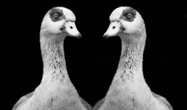 Two Goose Standing Black Background — Stock Photo, Image