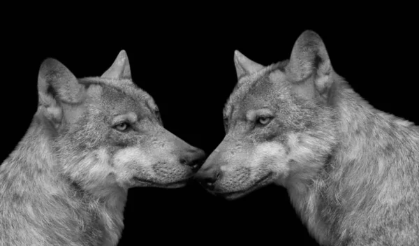 Couple Wolf Kissing Black Background — Foto de Stock
