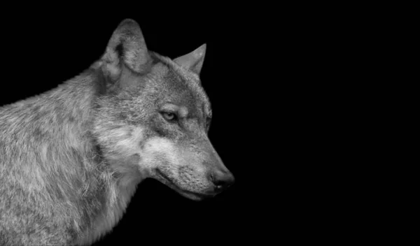 Aggressive Wolf Face Dark Background — Stockfoto