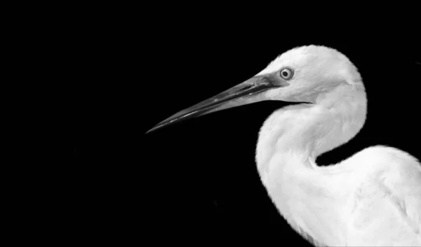 Beautiful Long Neck Great Egret Bird Face — ストック写真