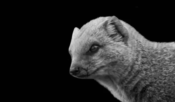 Mongoose Face Closeup Black Background — Foto de Stock