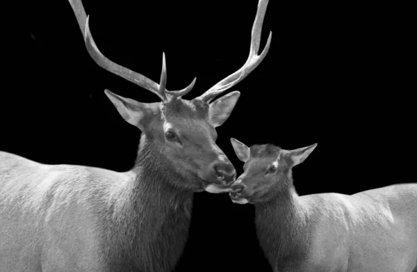 Male Deer Kiss Her Baby Dark Black Background —  Fotos de Stock