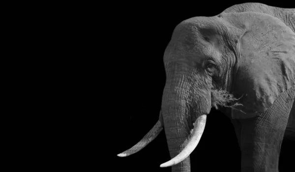 Elephant Eten Van Gras Donkere Achtergrond — Stockfoto
