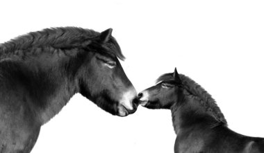 Siyah Anne ve Bebek At Beyaz arka planda izole edildi