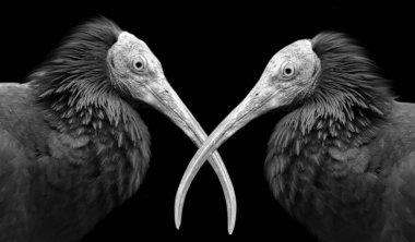 Siyah Arkaplanda İki Siyah Tehlikeli Kuzeyli Kel Ibis
